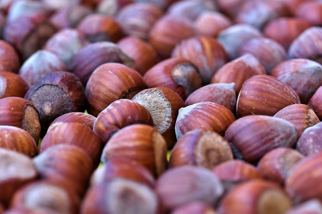 Up-close picture of hazelnuts