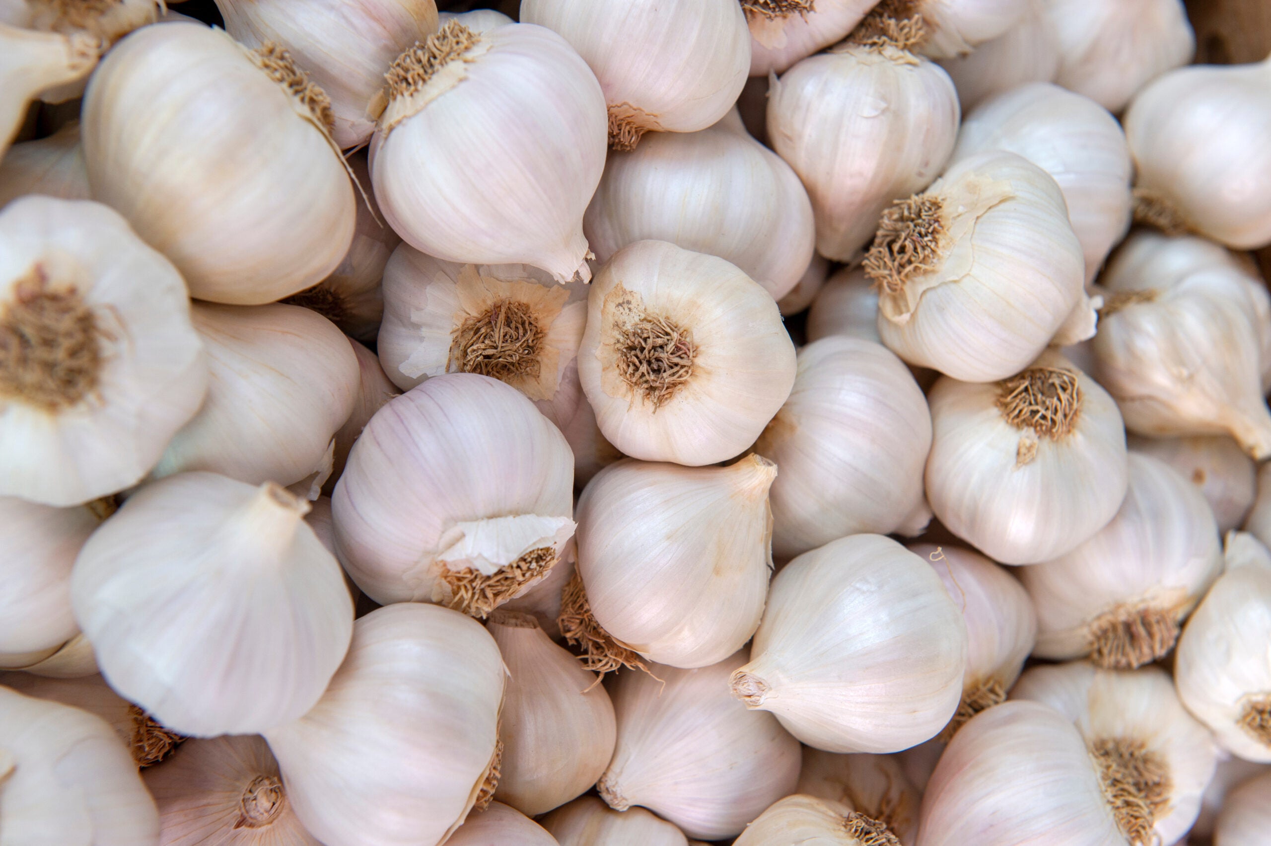 Pile of white garlic heads.