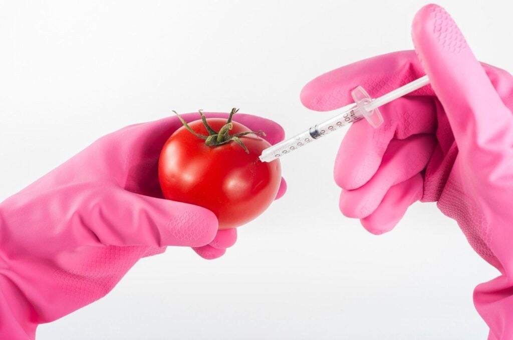 Gloved hands injecting something into a tomato with a syringe