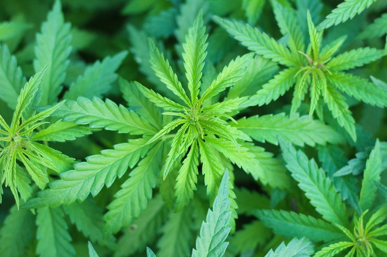 Up-close photo of cannabis leaves