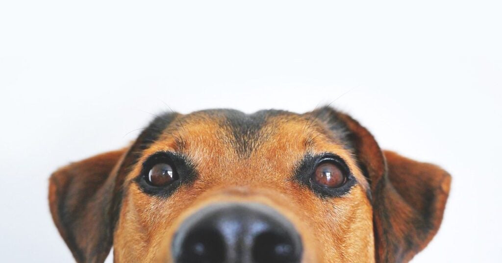A close-up photo of a dog's face for the entry on Fenbendazole, a dog-dewormer drug